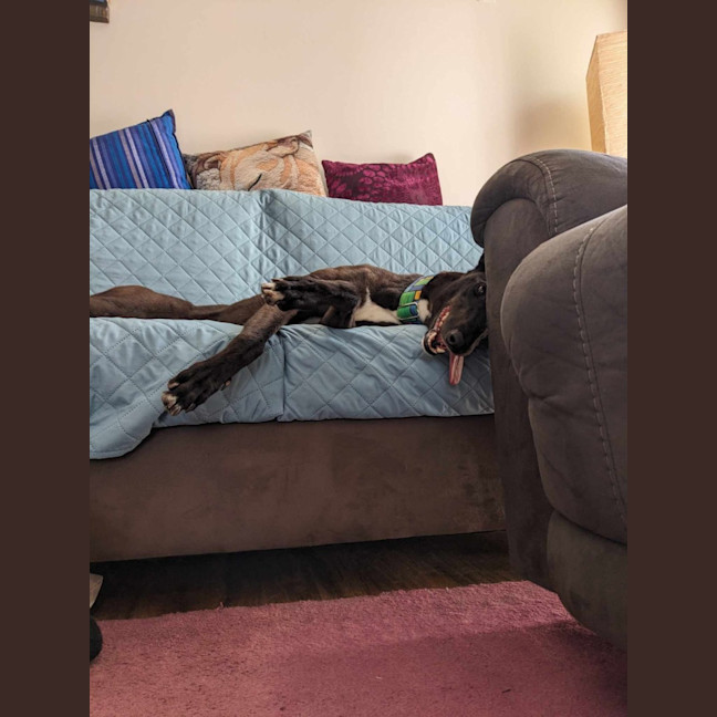 Photo of Angie, The Greyhound