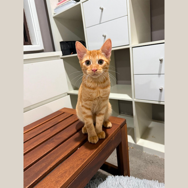 Photo of Louie