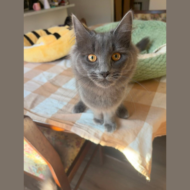 Photo of Peppercorn