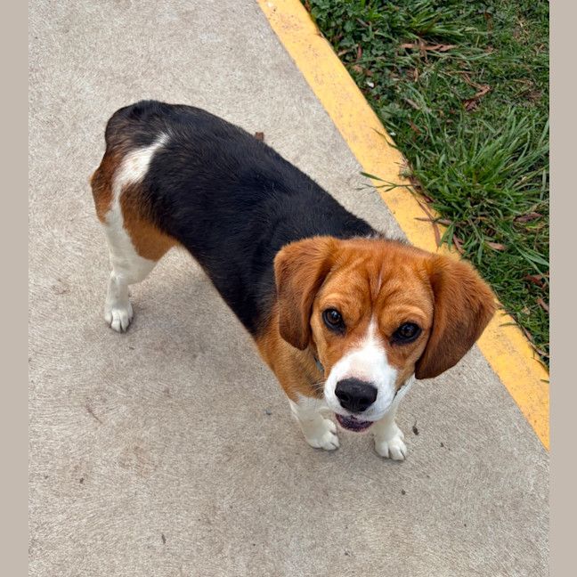 Photo of Buster