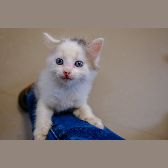 Photo of C1449 Sasha