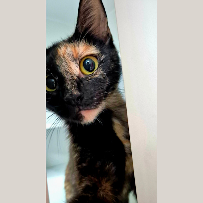 Photo of Reggie (8912)