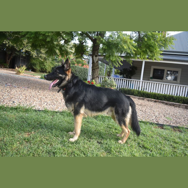 Photo of Kovu