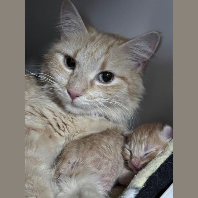Photo of Kaiya *9 Lives Project Rescue*