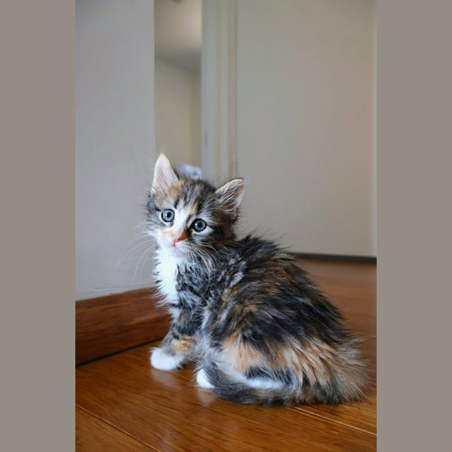 Photo of Bonsai 