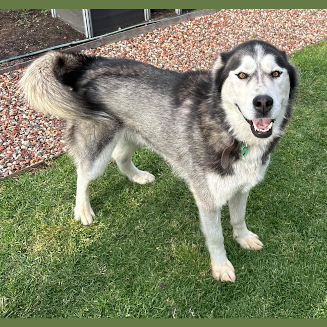 Photo of Chief