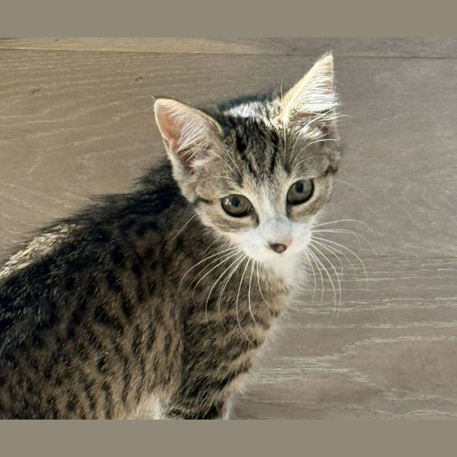 Photo of Gilli