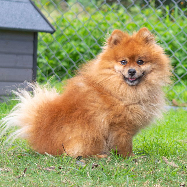 Photo of Clyde