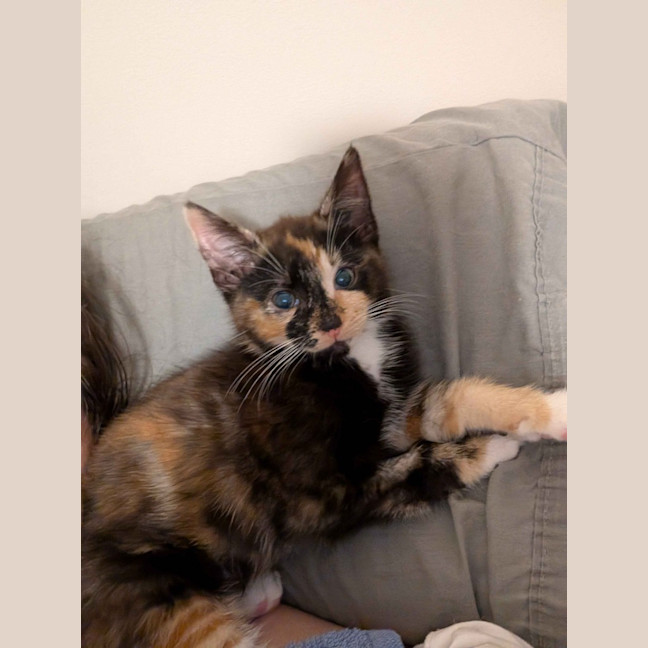 Photo of Ember