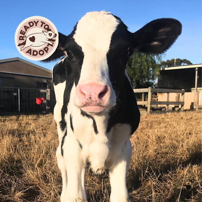 Photo of Firenze & Clyde