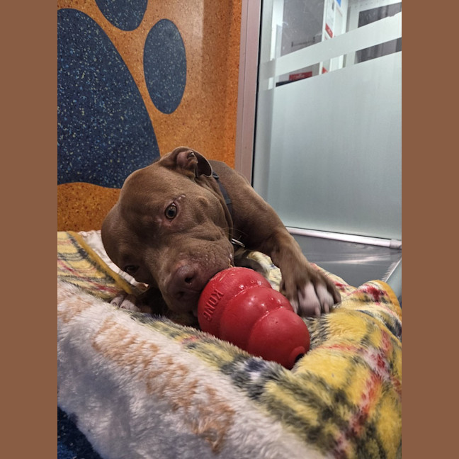 Photo of Jasper