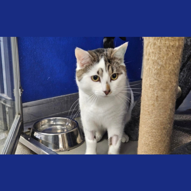 Photo of Snowy