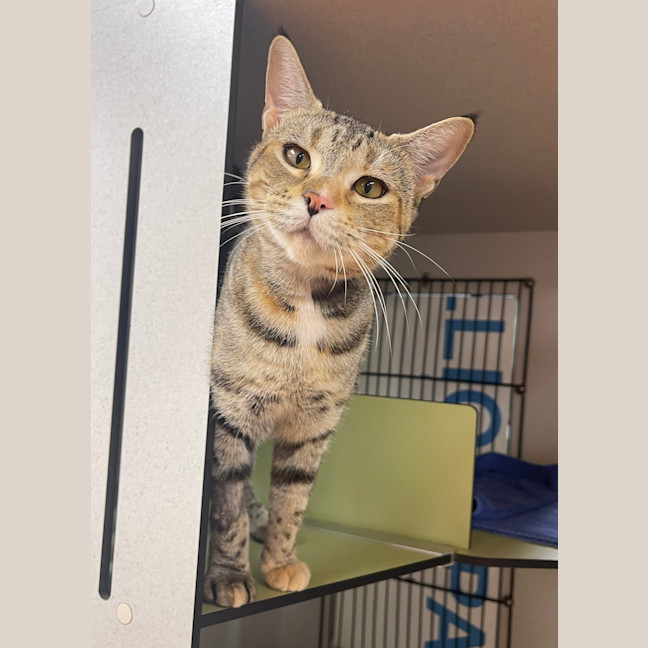 Photo of Twix