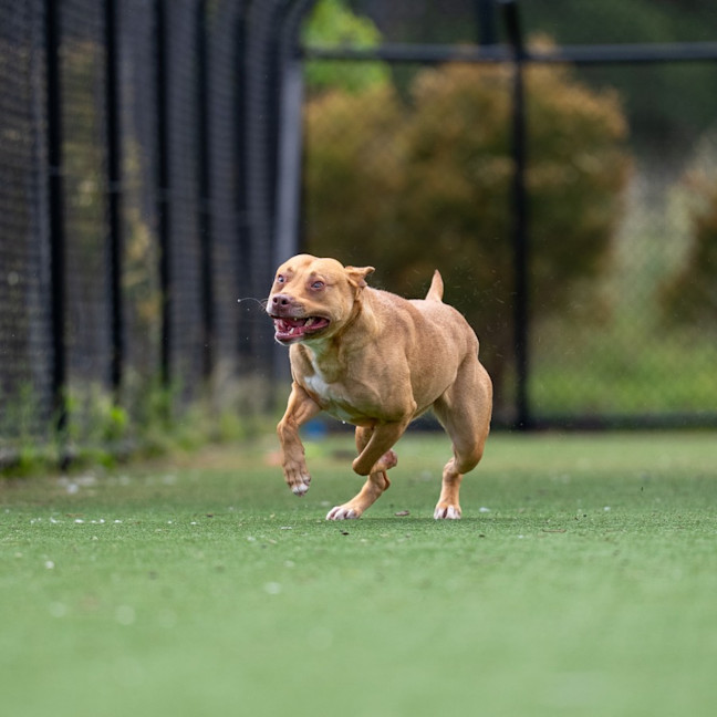 Photo of Nova Imp 2283