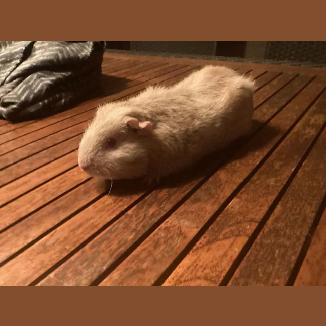 Photo of Chokko, Cream, And Kj