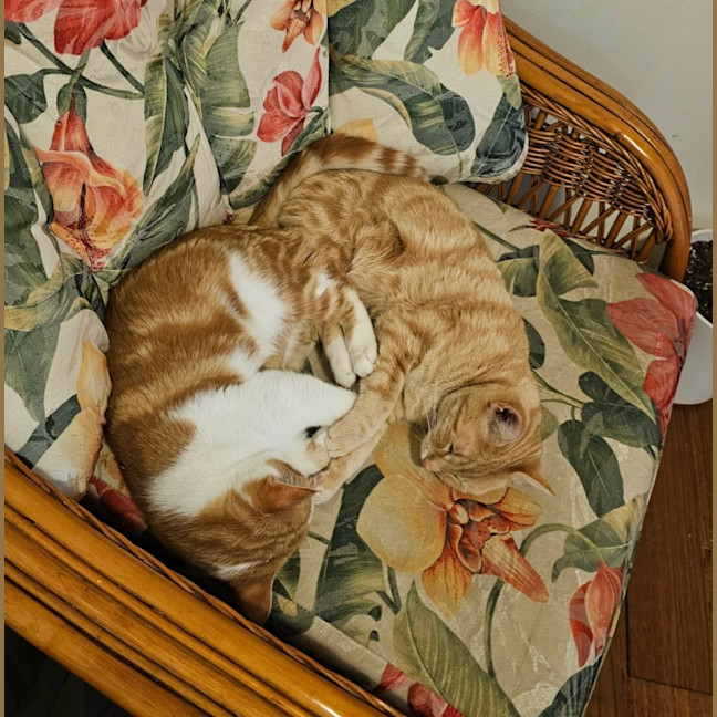 Photo of Tobasco & Tisco 