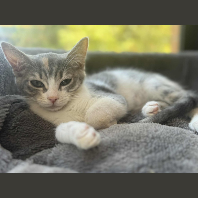 Photo of Pixie   In Foster Care In Cranbourne