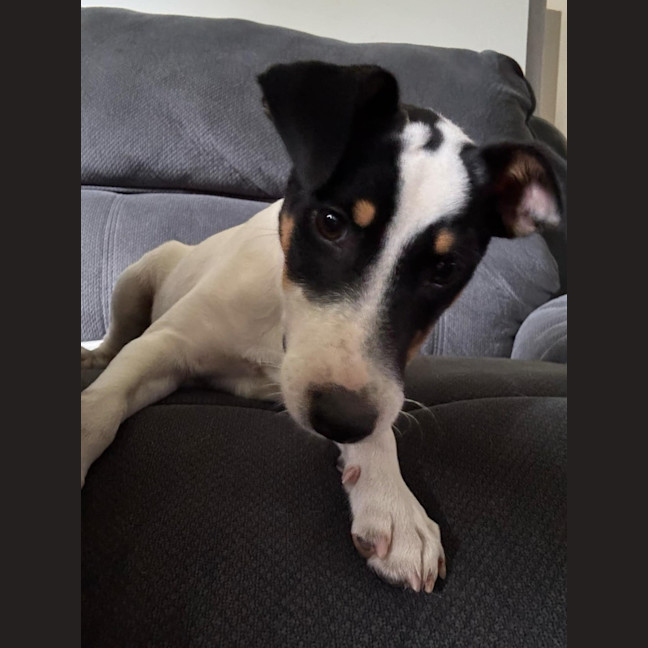 Photo of Andy   5 Month Old Jack Russell X Fox Terrier (Tri