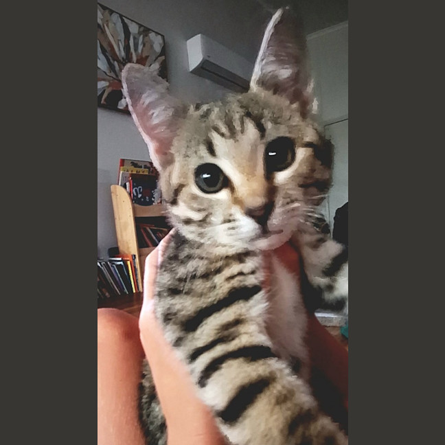 Photo of Nala