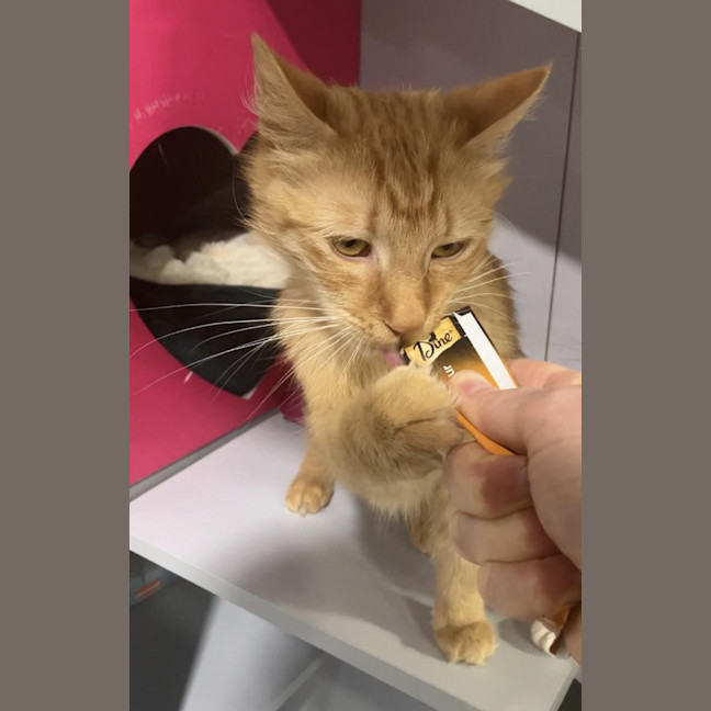 Photo of Aslan And Mr Squiggle