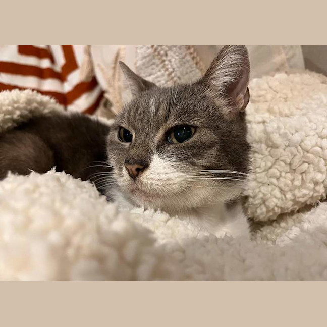 Photo of Sweetie