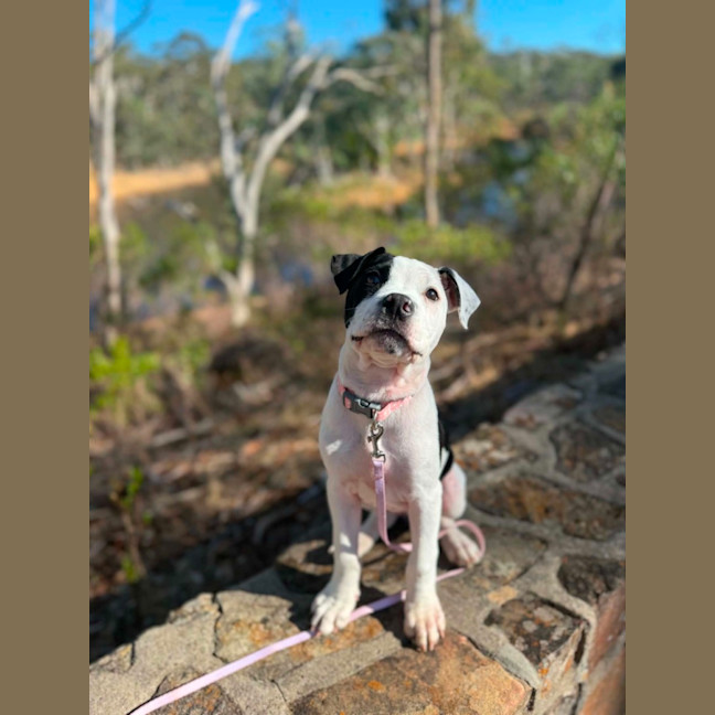 Photo of Sassy 