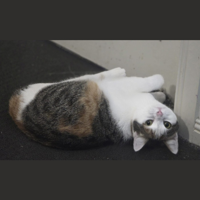 Photo of Snowy