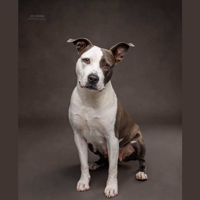Photo of Sasha   4 Year Old American Staffy