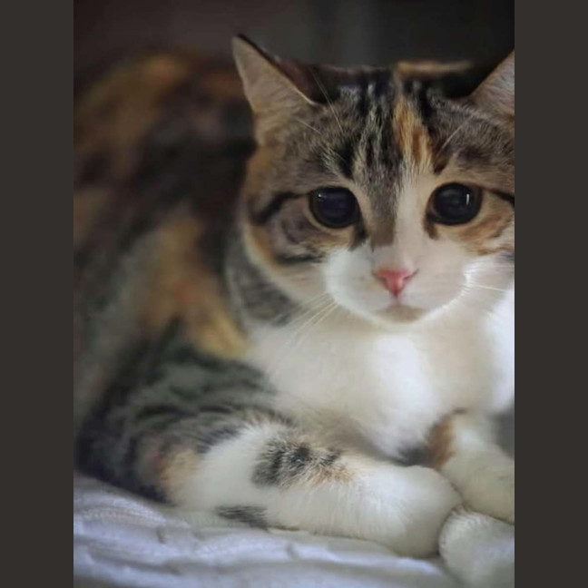 Photo of Boots