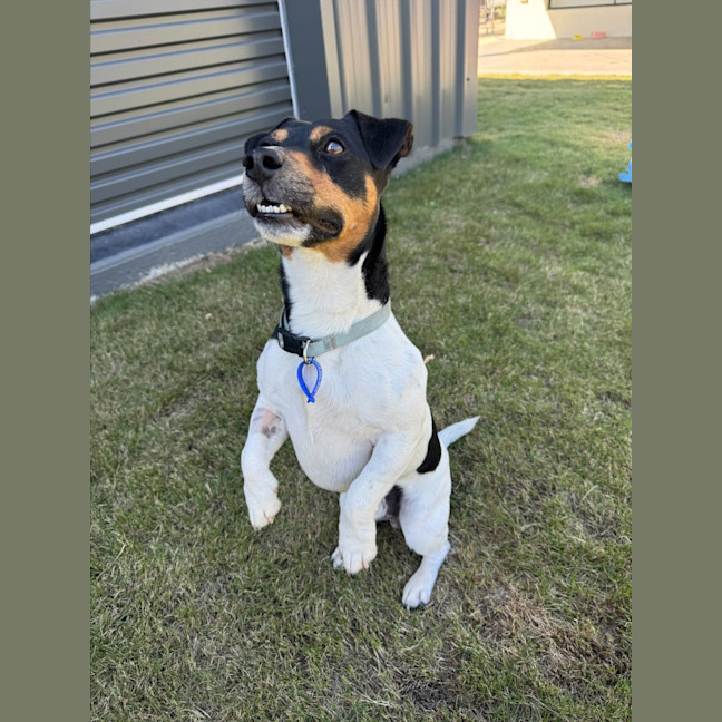 Photo of Snipper   3 Year Old Jack Russell