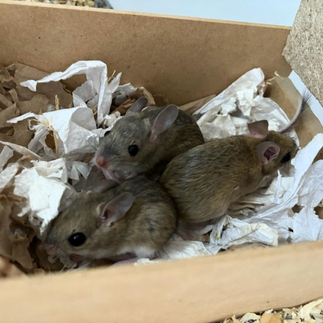 Photo of Myrtle, Protea & Ajuga