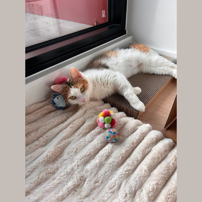 Photo of Missy