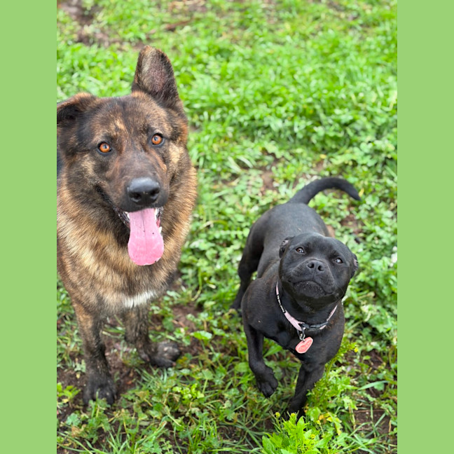 Photo of Sarge