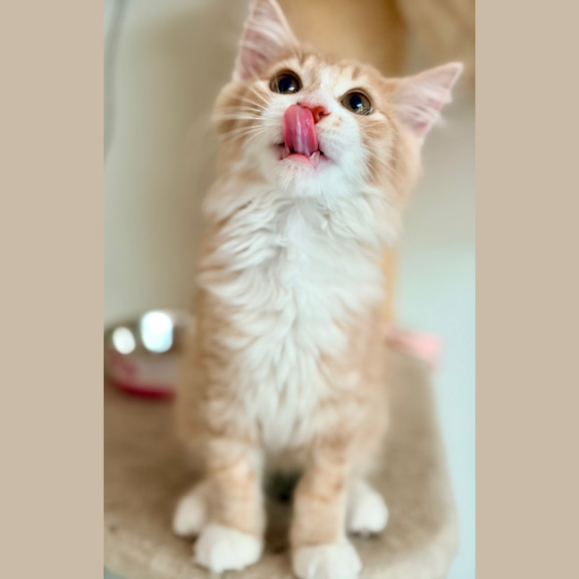 Photo of Apollo   In Foster Care In Lower Plenty