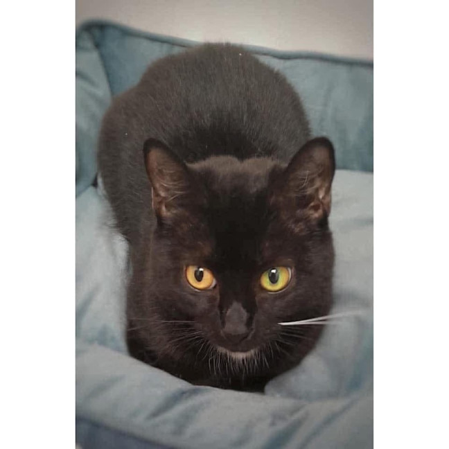 Photo of 10759   Saturn