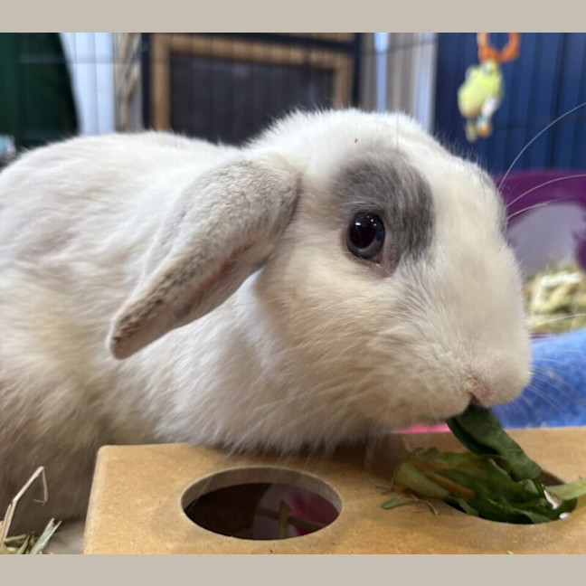 Photo of Tom Collins