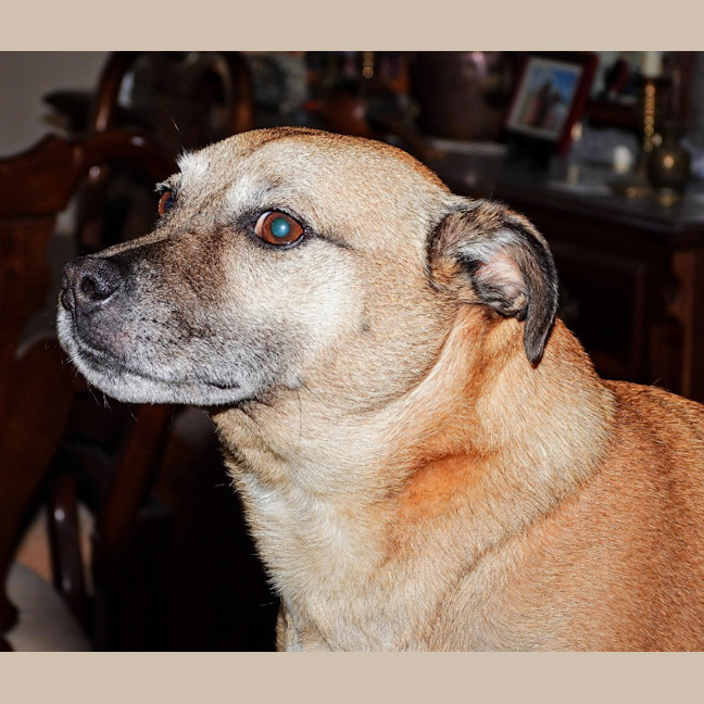 Photo of Barney