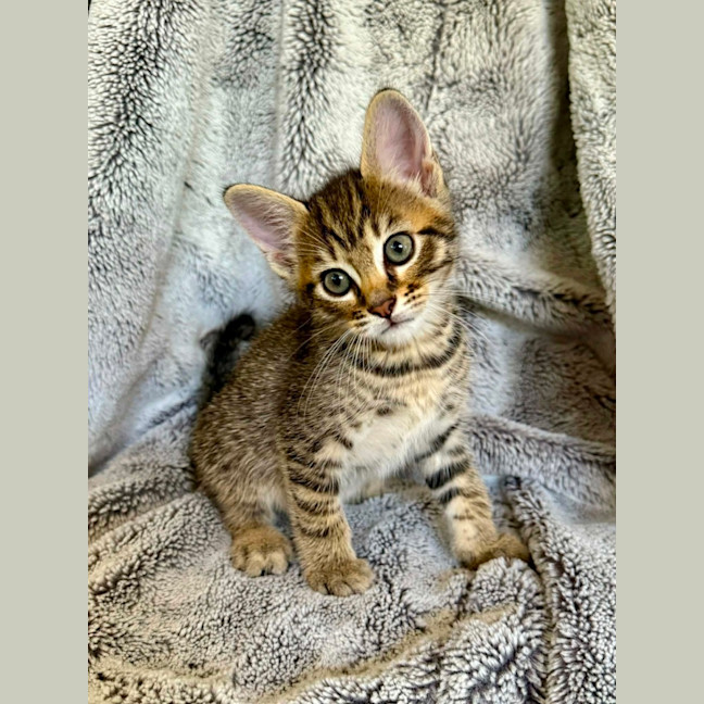 Photo of Savannah 