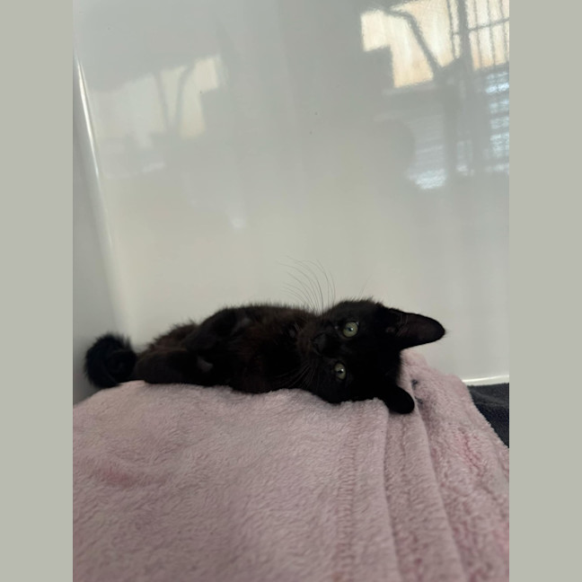 Photo of Bat Bat   In Foster Care In Ashburton