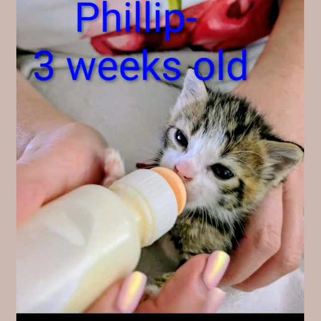 Photo of Phillip Meet Me@Petstock Clyde Store 