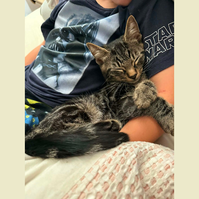 Photo of Pebbles *9 Lives Project Rescue*