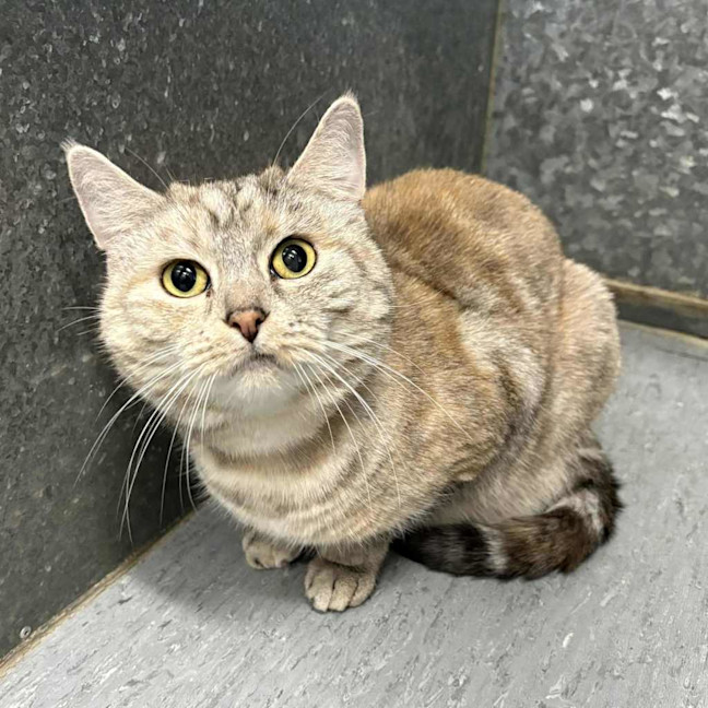Photo of Smokey