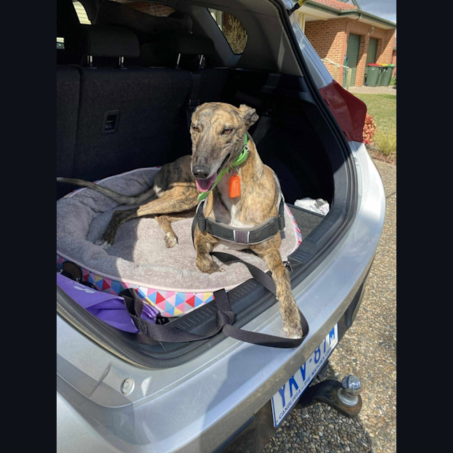 Photo of Roxy, The Greyhound