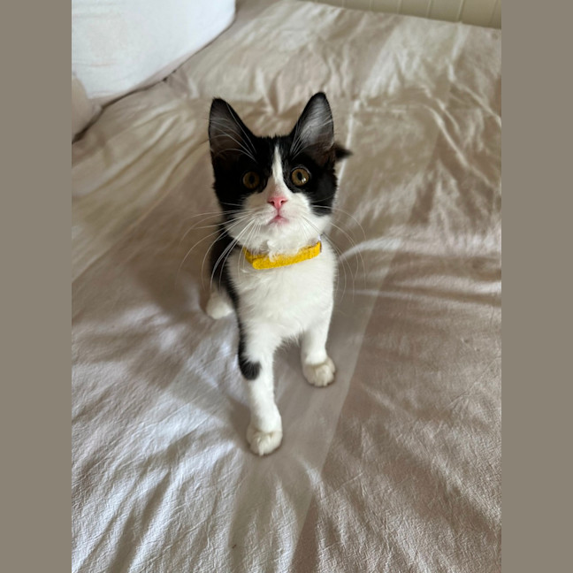 Photo of Pickle