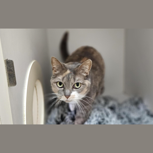 Photo of Poppy