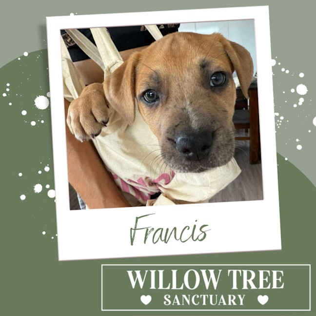 Photo of Francis