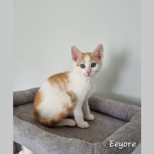 Photo of Winnie The Poo Crew