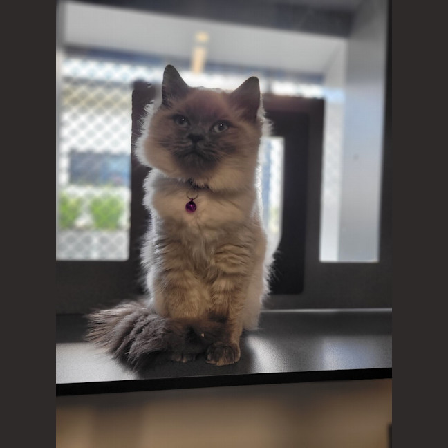 Photo of Pearl