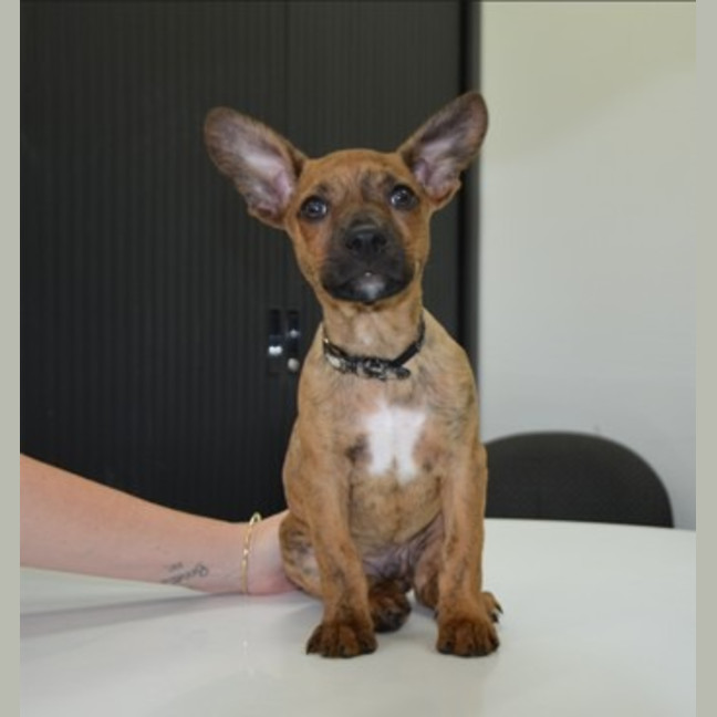 Photo of Pretzel