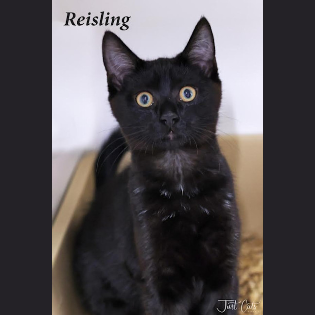 Photo of Riesling
